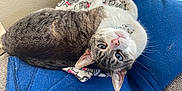 Sandy joined the competition — help win amazing prizes! animal, beanbag, blanket, canine, cat, couch, cushion, dog, dogbed, furniture, homedecor, kitten, manx, person, pet, pillow, sleeping