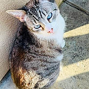 Sandy is registered to the contest to win money with this photo: animal, blue_eyes, cat, close_up, concrete, curious, ears, feline, gray_fur, looking_up, outdoor, pet, shadow, sunlight, tabby, tail, texture, wall, whiskers, white_fur