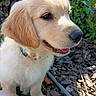 golden_retriever, puppy, dog, outdoor, grass, rocks, plants, sunlight, fur, pet, collar, canine, nature, cute, young, animal, mammal, garden, closeup, playful