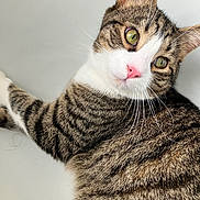 Warren is registered to the contest to win money with this photo: cat, tabby, close_up, green_eyes, pink_nose, whiskers, fur, striped, pet, animal, cute, domestic_cat, relaxed, laying_down, indoor, mammal, portrait, curious, feline, soft