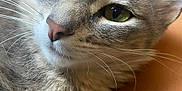 Jubilee joined the competition — help win amazing prizes! animal, cat, close_up, cute, domestic_cat, ears, face, feline, fur, gray_tabby, green_eyes, indoor, muzzle, nose, pet, portrait, relaxed, resting, soft_texture, whiskers