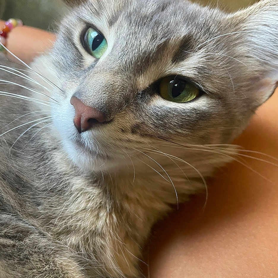 Jubilee joined the competition — help win amazing prizes! animal, cat, close_up, cute, domestic_cat, ears, face, feline, fur, gray_tabby, green_eyes, indoor, muzzle, nose, pet, portrait, relaxed, resting, soft_texture, whiskers