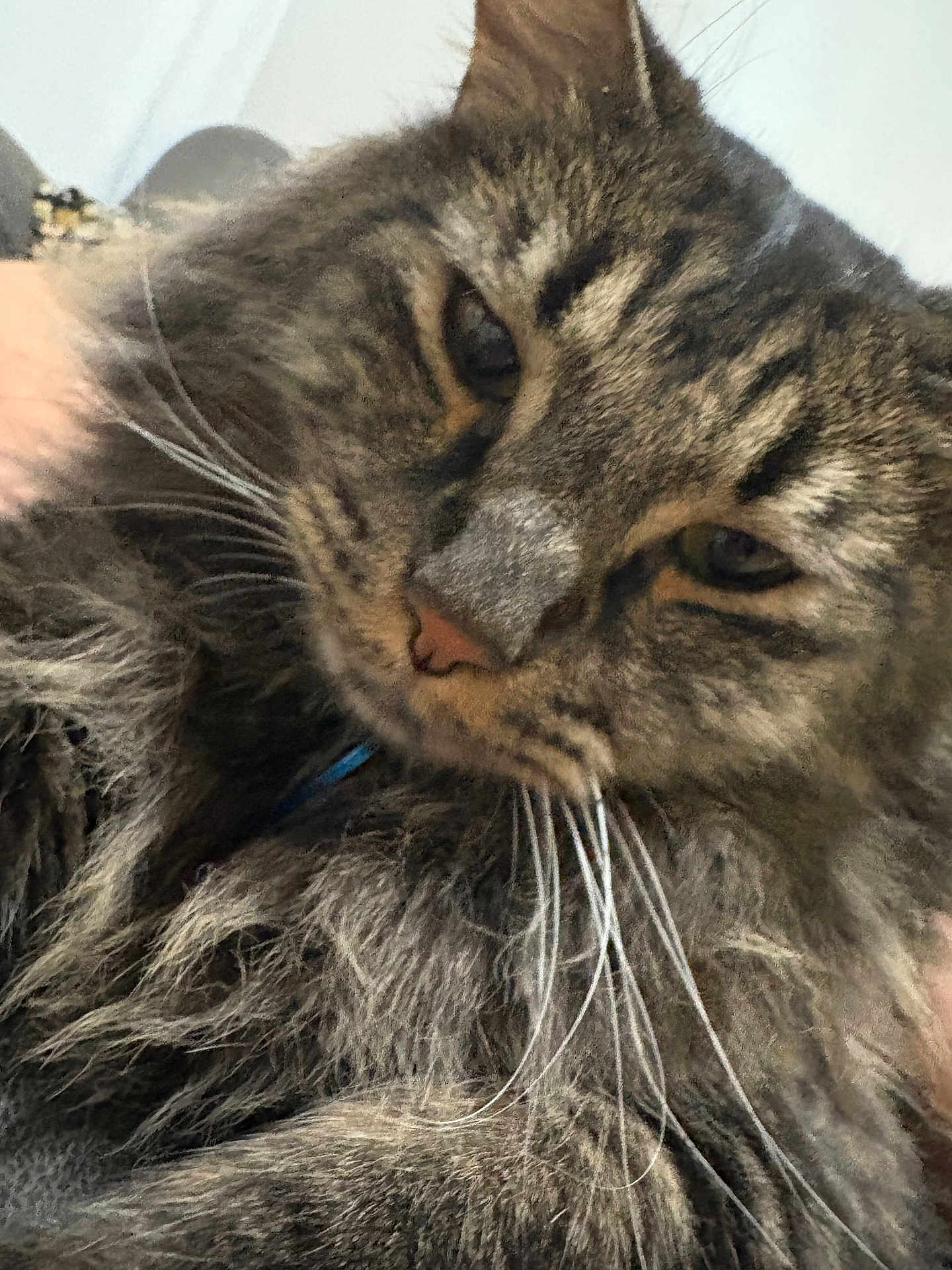 Charlie joined the competition — help win amazing prizes! cat, tabby, close_up, whiskers, fur, pet, animal, indoor, relaxed, sleepy, face, nose, ears, eyes, feline, domestic_animal, cute, fluffy, soft_light, portrait