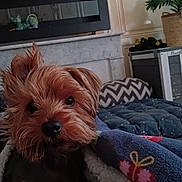 Oggy a rejoint le concours — aidez-le/la à gagner de superbes lots ! animal, blanket, comfort, cozy, curious, cushion, cute, dog, fireplace, fur, home_interior, indoor, pattern, pet, plant, portrait, relaxation, resting, small_dog, warm