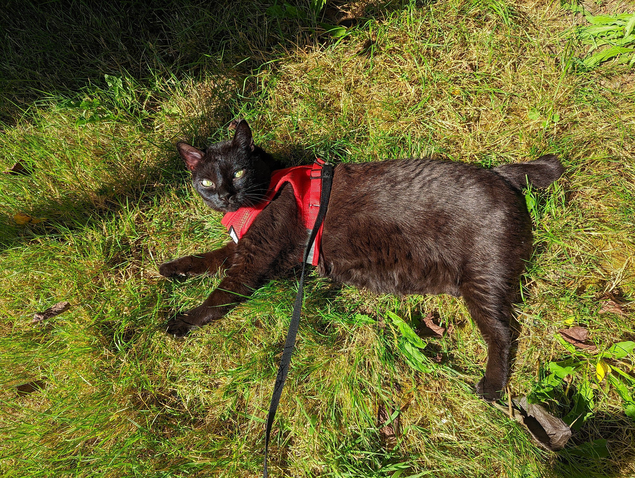 Kuro joined the competition — help win amazing prizes! canidae, carnivore, cat, collar, dog_breed, dog_collar, domestic_short_haired_cat, felidae, fur, grass, groundcover, leash, pet_supply, plant, small_to_medium_sized_cats, sporting_group, tail, terrestrial_animal, whiskers, working_animal