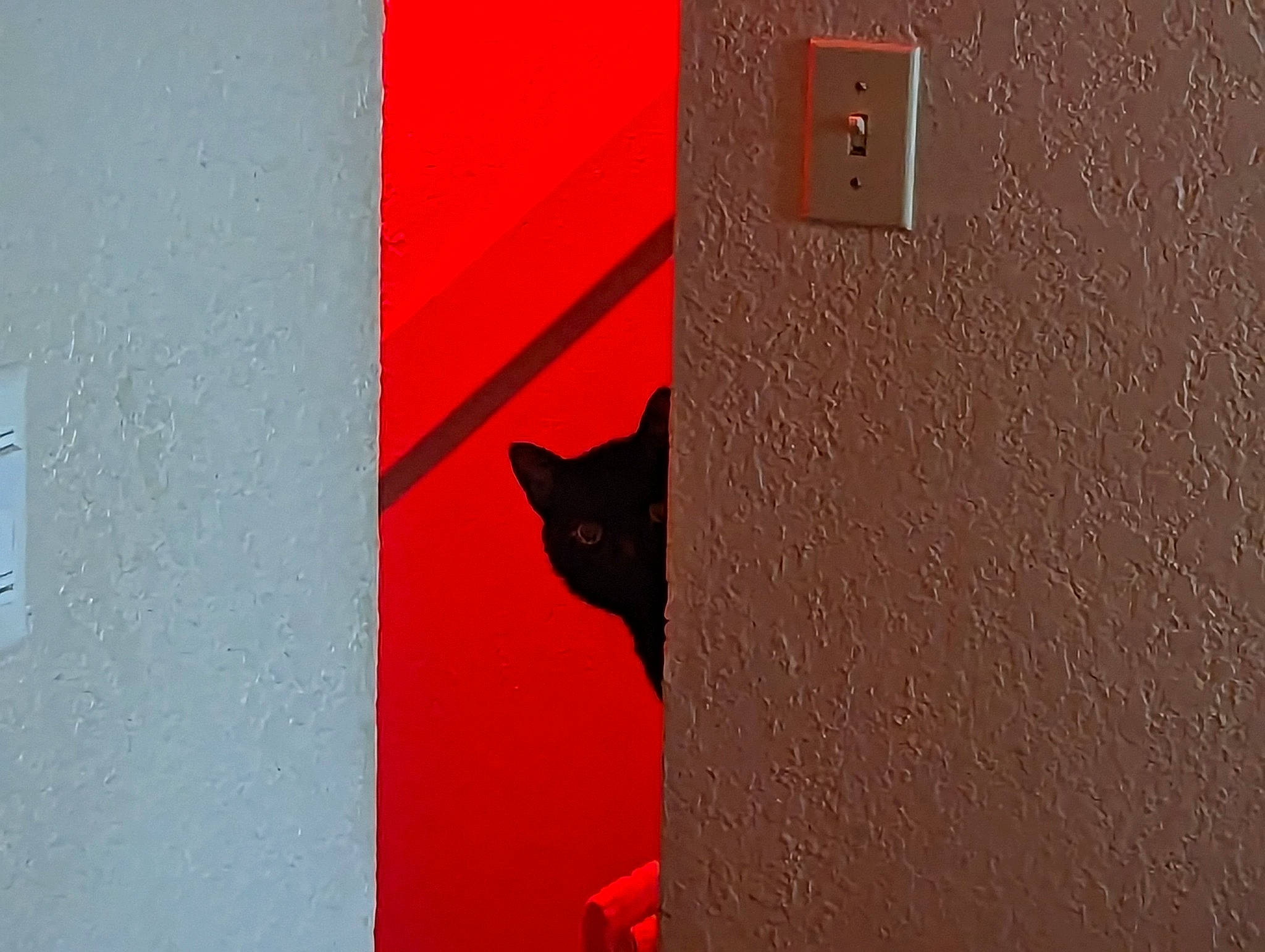 Kuro joined the competition — help win amazing prizes! bombay, carmine, carnivore, cat, felidae, font, grey, magenta, material_property, pattern, rectangle, room, shadow, small_to_medium_sized_cats, tail, tints_and_shades, wall, window, wood, wood_stain