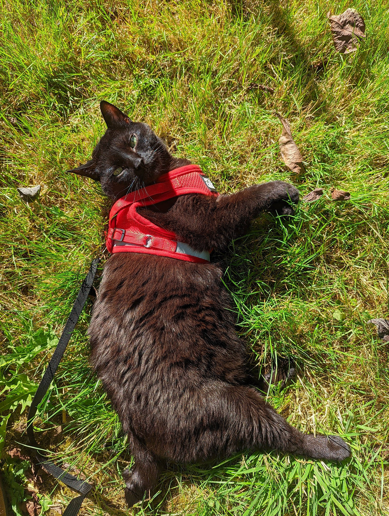 Kuro is registered to the contest to win money with this photo: black_cat, canidae, carnivore, cat, collar, dog_breed, domestic_short_haired_cat, felidae, fur, grass, grassland, groundcover, leash, pet_supply, plant, small_to_medium_sized_cats, sporting_group, tail, terrestrial_animal, whiskers