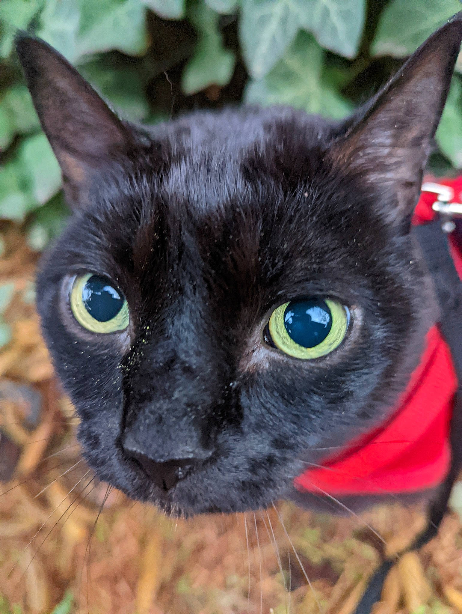 Kuro is registered to the contest to win money with this photo: bombay, carnivore, cat, close_up, domestic_short_haired_cat, electric_blue, eye, felidae, fur, grass, head, iris, plant, small_to_medium_sized_cats, snout, terrestrial_animal, whiskers