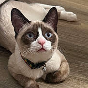 Mischief is registered to the contest to win money with this photo: animal, bell, blue_eyes, brown_fur, cat, close_up, collar, curious, cute, domestic_cat, ears, feline, floor, indoor, looking_up, lying_down, pet, whiskers, white_paw, wooden_floor