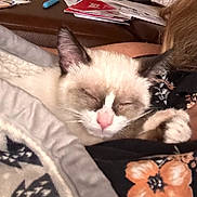 Mischief joined the competition — help win amazing prizes! cat, siamese_cat, sleeping, blanket, person, indoors, close_up, cozy, resting, fur, pet, animal, comfort, warm, nap, home, pattern, clothing, face, relaxation