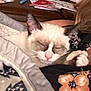 cat, siamese_cat, sleeping, blanket, person, indoors, close_up, cozy, resting, fur, pet, animal, comfort, warm, nap, home, pattern, clothing, face, relaxation