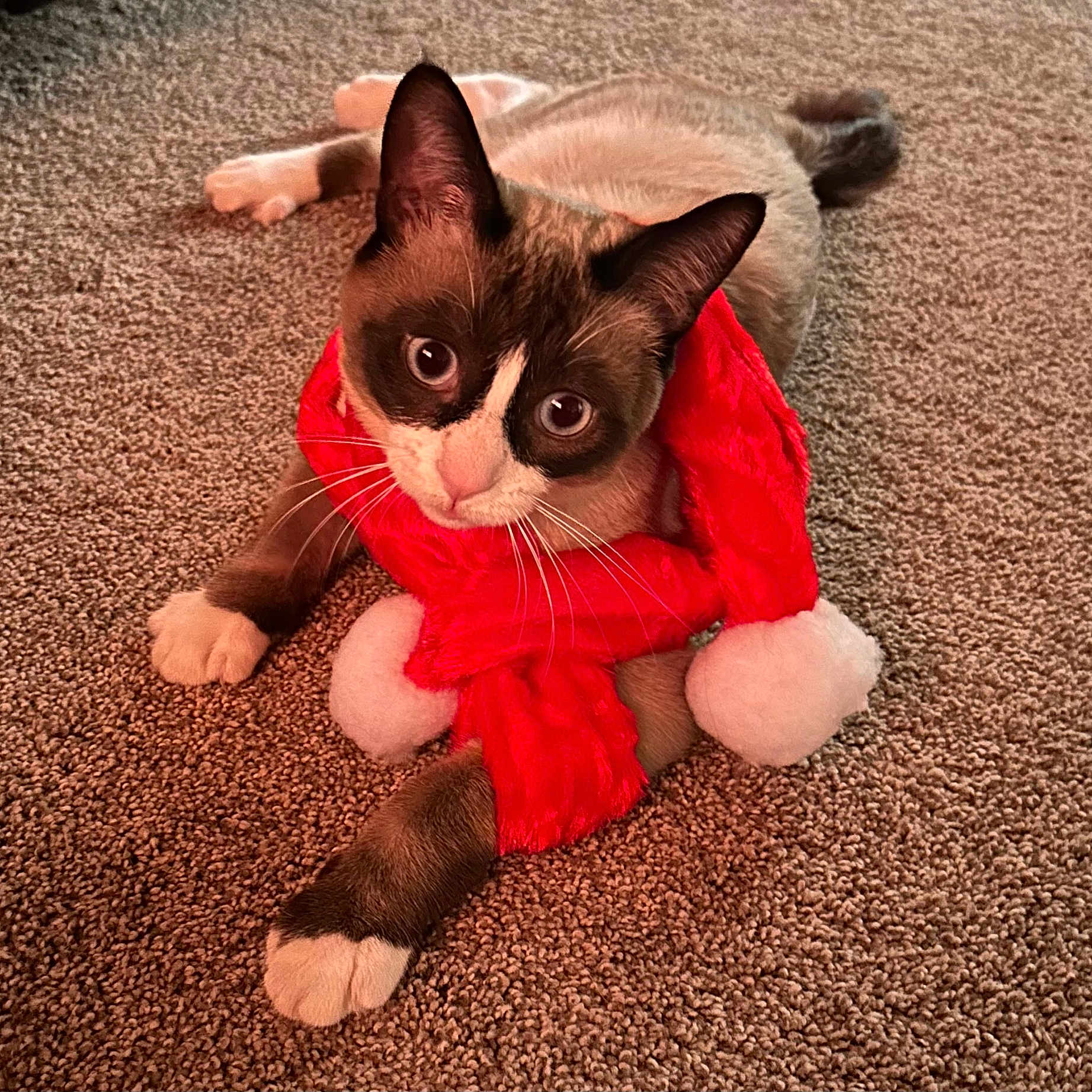 Mister is registered to the contest to win money with this photo: brown_fur, carpet, cat, close_up, cozy, curious_eyes, cute, domestic_animal, feline, festive, holiday, indoor, lying_down, pet, playful, pom_poms, red_scarf, soft_texture, whiskers, white_paws