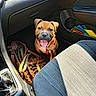 puppy, dog, car_interior, seat, bag, sunlight, happy, panting, leash, colorful, floor, door_panel, window, pet, animal, domestic_animal, young_dog, car_seat, interior, closeup