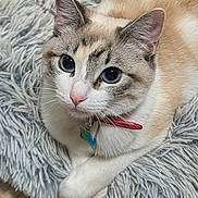 Poppy is registered to the contest to win money with this photo: cat, feline, blue_eyes, whiskers, collar, tag, fluffy_bed, plush, fur, ears, paw, close_up, portrait, indoor, pet, looking_up, relaxed, soft_texture, cream_color, curious