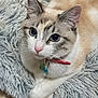cat, feline, blue_eyes, whiskers, collar, tag, fluffy_bed, plush, fur, ears, paw, close_up, portrait, indoor, pet, looking_up, relaxed, soft_texture, cream_color, curious