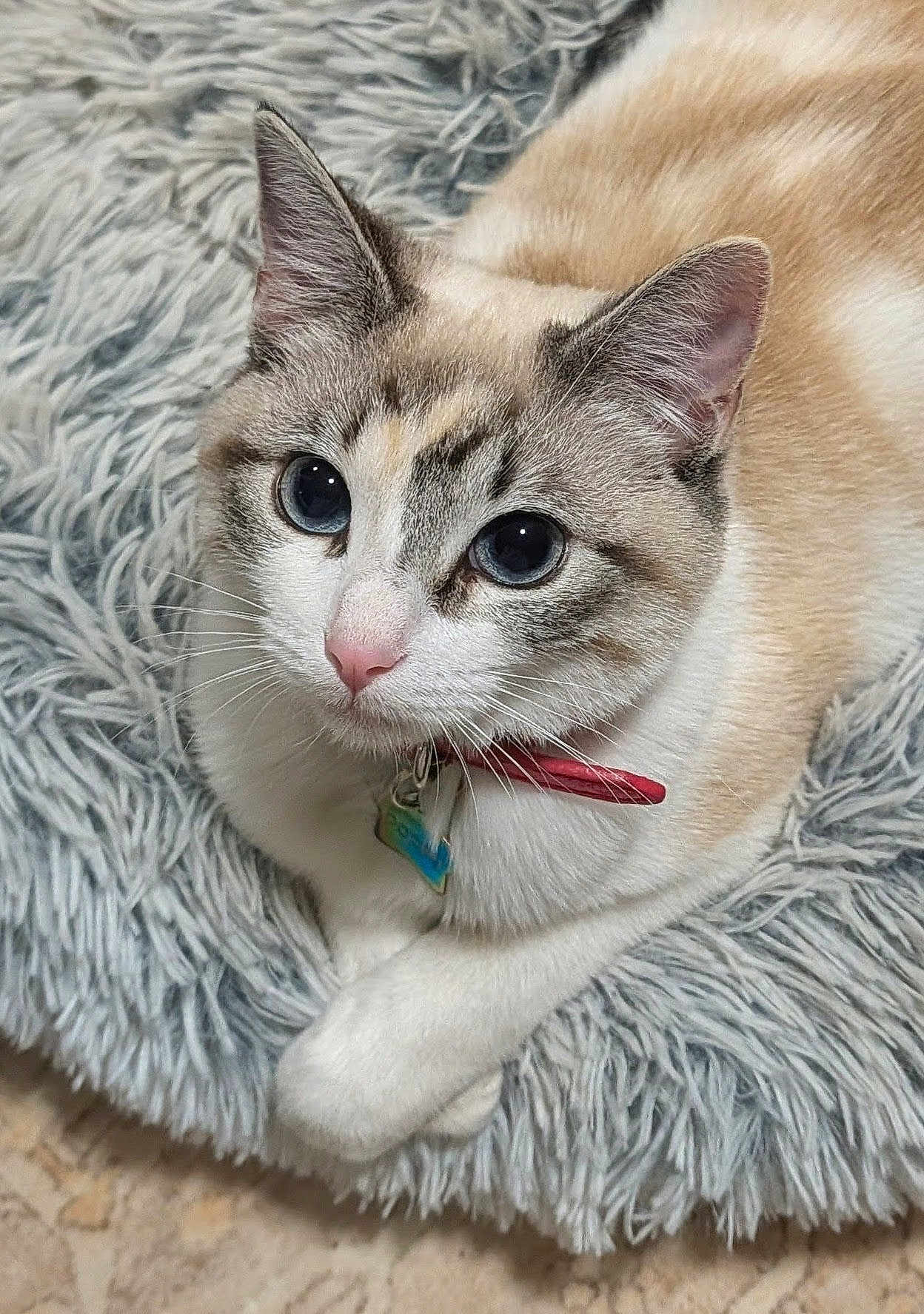 Poppy is registered to the contest to win money with this photo: cat, feline, blue_eyes, whiskers, collar, tag, fluffy_bed, plush, fur, ears, paw, close_up, portrait, indoor, pet, looking_up, relaxed, soft_texture, cream_color, curious
