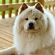 Cashmere is registered to the contest to win money with this photo: dog, chow_chow, fluffy, cream_color, porch, wooden_floor, ears, fur, pet, animal, outdoor, relaxed, close_up, canine, mammal, paw, face, nose, eyes, nature