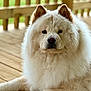 dog, chow_chow, fluffy, cream_color, porch, wooden_floor, ears, fur, pet, animal, outdoor, relaxed, close_up, canine, mammal, paw, face, nose, eyes, nature