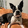dog, boston_terrier, pet, animal, indoor, blanket, fur, white, black, collar, tag, cute, laying_down, ears, face, eyes, nose, cozy, home, resting