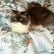 Safir a rejoint le concours — aidez-le/la à gagner de superbes lots ! cat, fluffy, bedspread, floral_pattern, animal, pet, indoor, cute, fur, whiskers, blue_eyes, resting, cozy, domestic_cat, mammal, tabby, small_animal, laying_down, comfort, curious