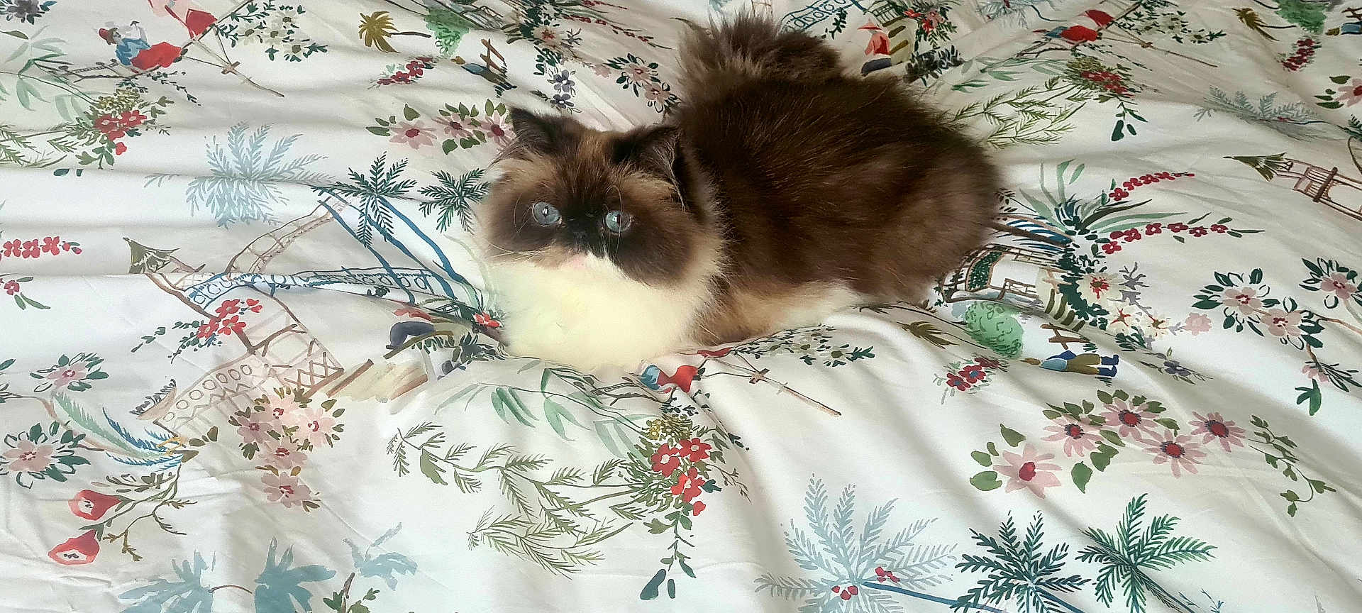 Safir a rejoint le concours — aidez-le/la à gagner de superbes lots ! cat, fluffy, bedspread, floral_pattern, animal, pet, indoor, cute, fur, whiskers, blue_eyes, resting, cozy, domestic_cat, mammal, tabby, small_animal, laying_down, comfort, curious
