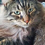 Pipin is registered to the contest to win money with this photo: cat, feline, tabby, green_eyes, whiskers, fur, long_hair, fluffy, close_up, portrait, pet, indoor, nose, ear, muzzle, domestic_animal, cozy, sleepy, macro, striped