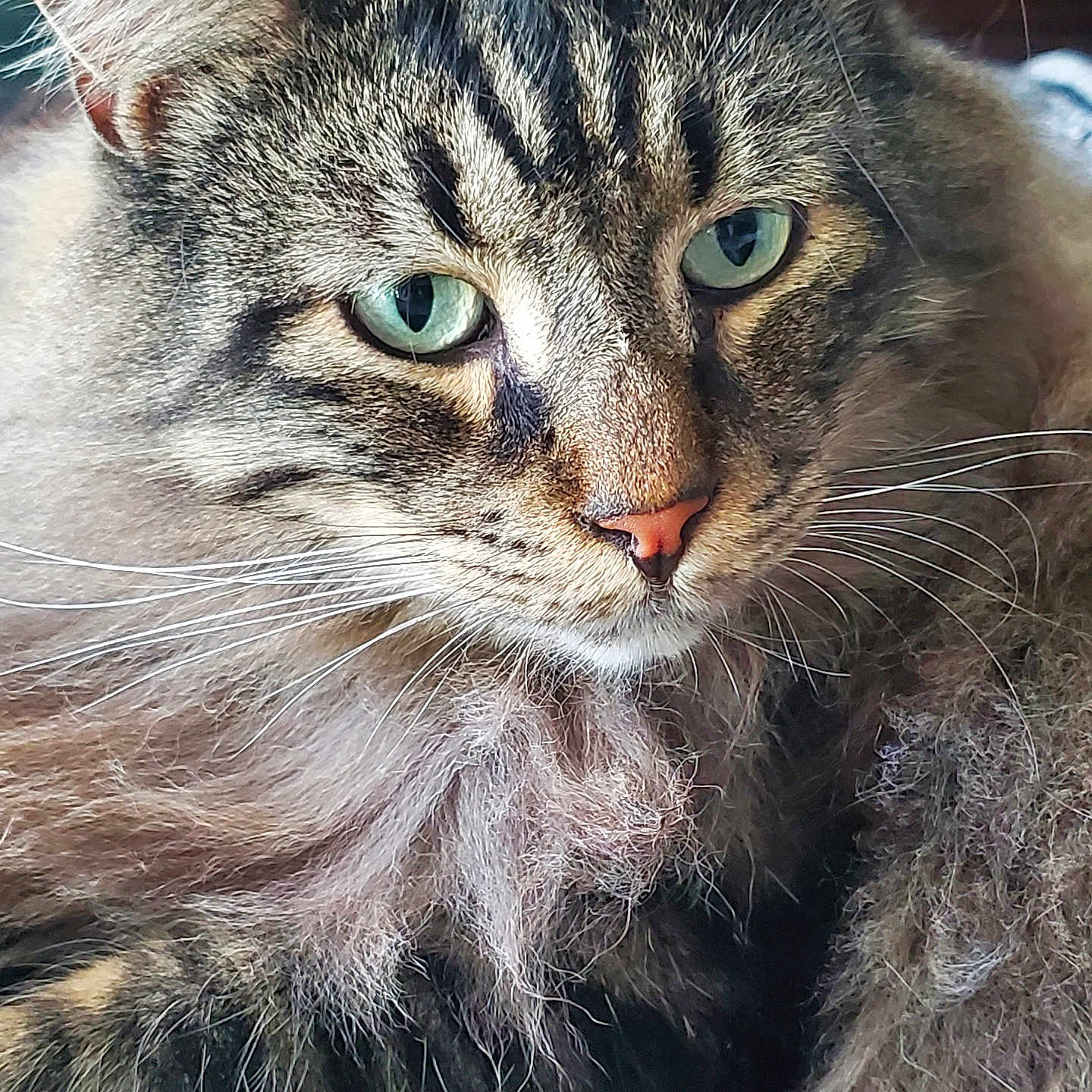 Pipin is registered to the contest to win money with this photo: cat, close_up, cozy, domestic_animal, ear, feline, fluffy, fur, green_eyes, indoor, long_hair, macro, muzzle, nose, pet, portrait, sleepy, striped, tabby, whiskers