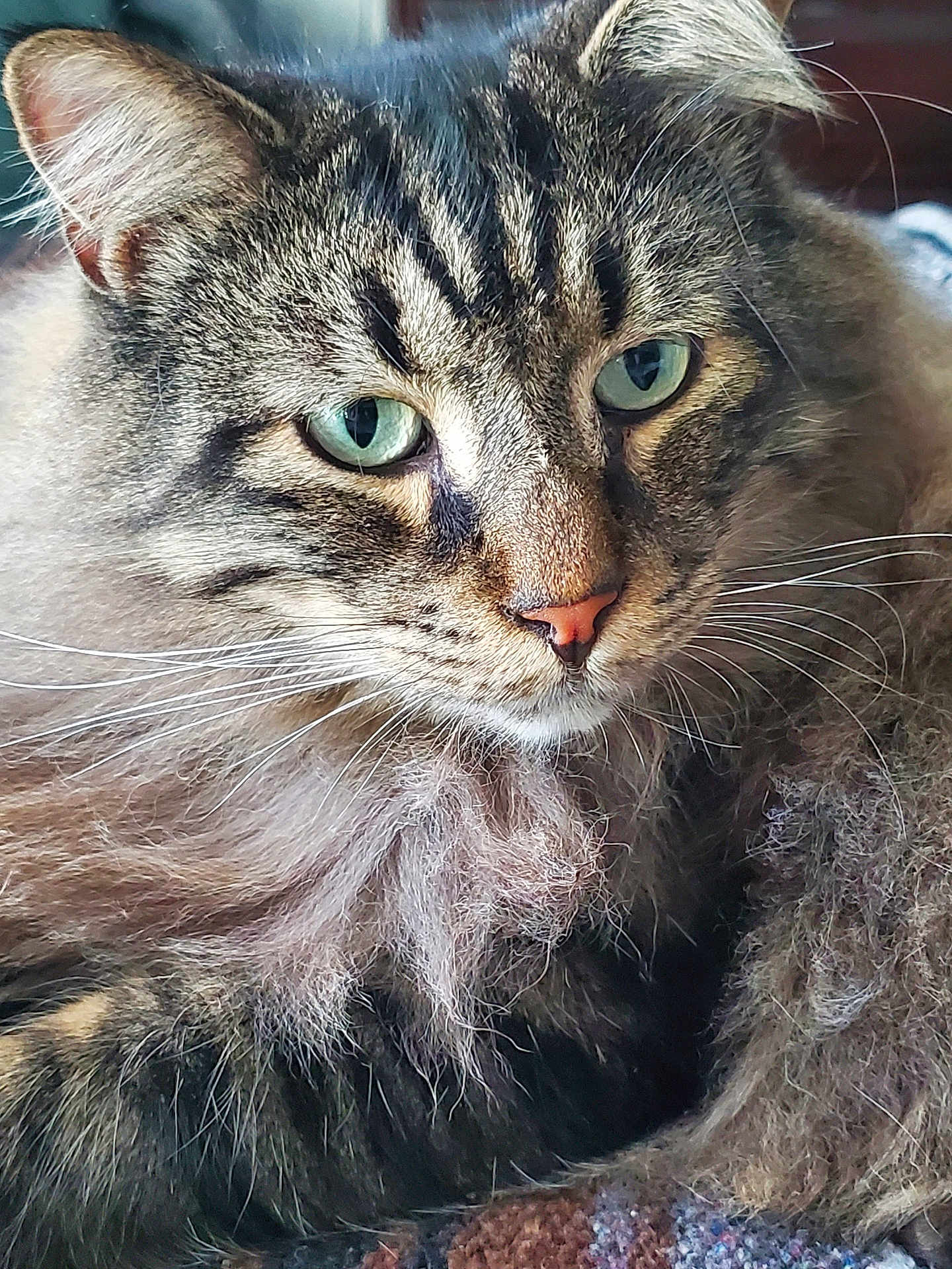 Pipin is registered to the contest to win money with this photo: cat, feline, tabby, green_eyes, whiskers, fur, long_hair, fluffy, close_up, portrait, pet, indoor, nose, ear, muzzle, domestic_animal, cozy, sleepy, macro, striped