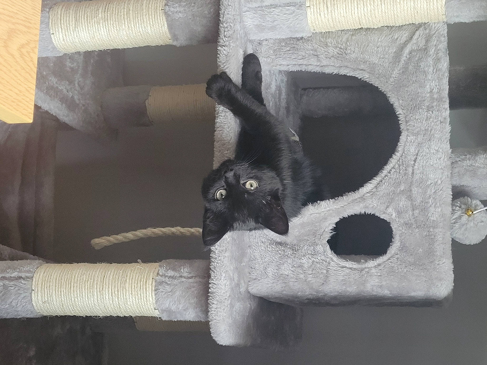 Baloo