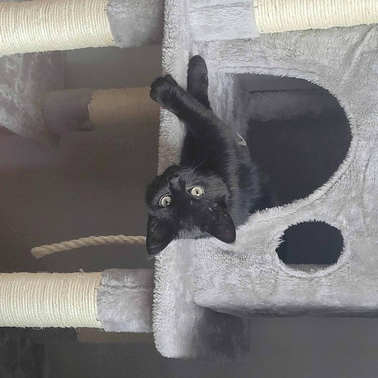 Baloo
