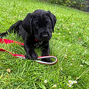 Axel joined the competition — help win amazing prizes! puppy, dog, black_dog, grass, leash, outdoor, pet, animal, young_dog, greenery, nature, cute, playful, collar, summer, closeup, canine, field, resting, adorable