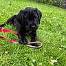 puppy, dog, black_dog, grass, leash, outdoor, pet, animal, young_dog, greenery, nature, cute, playful, collar, summer, closeup, canine, field, resting, adorable
