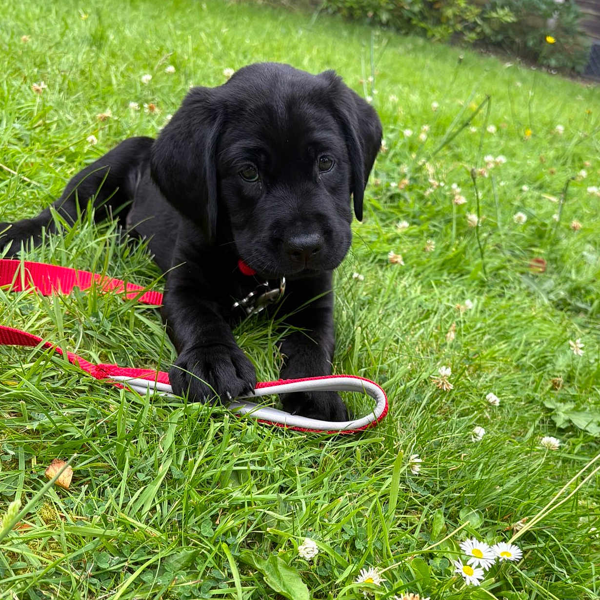 Axel joined the competition — help win amazing prizes! puppy, dog, black_dog, grass, leash, outdoor, pet, animal, young_dog, greenery, nature, cute, playful, collar, summer, closeup, canine, field, resting, adorable