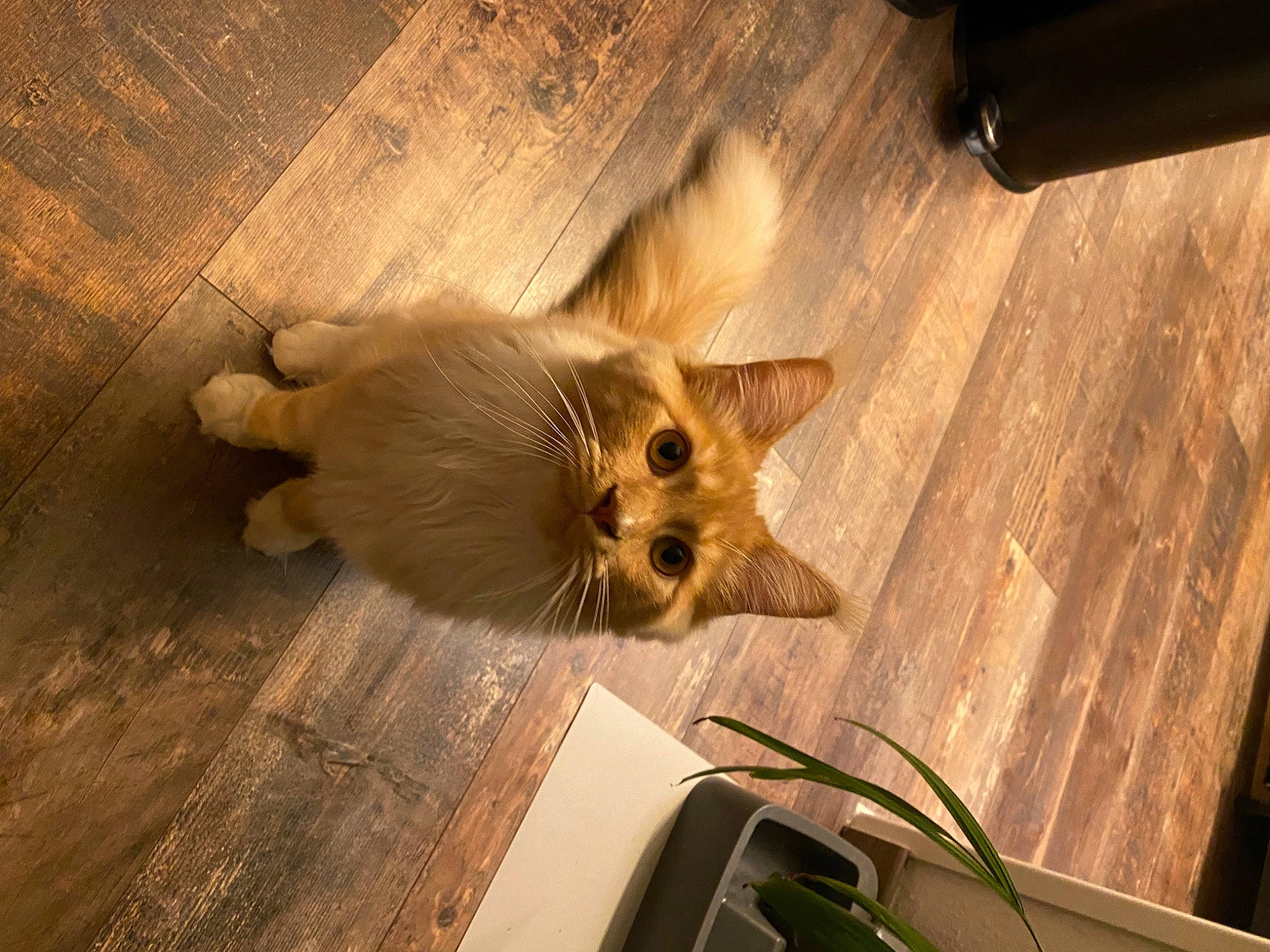 Obi-wan participe au concours pour gagner de l'argent avec cette photo : canidae, carnivore, companion_dog, dog, dog_breed, fawn, flooring, fur, german_spitz, german_spitz_klein, hardwood, paw, snout, spitz, sporting_group, tail, toy_dog, whiskers, wood, wood_stain