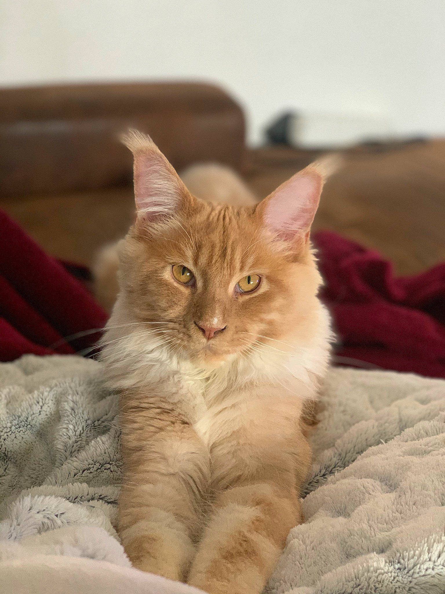 Obi-wan participe au concours pour gagner de l'argent avec cette photo : bed, carnivore, cat, claw, comfort, couch, domestic_short_haired_cat, eye, fawn, felidae, fur, iris, paw, sitting, small_to_medium_sized_cats, snout, tail, whiskers, window, wood