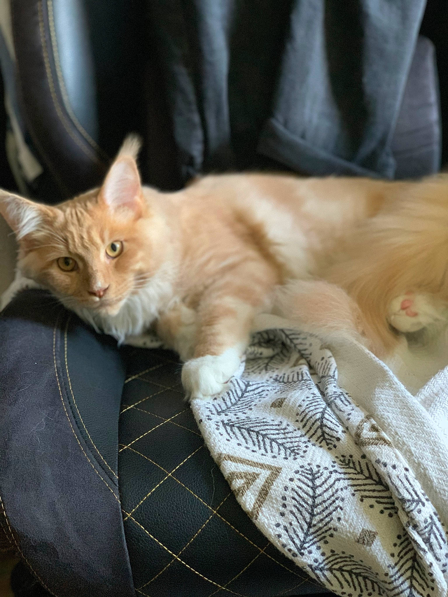 Obi-wan a rejoint le concours — aidez-le/la à gagner de superbes lots ! carnivore, cat, claw, comfort, domestic_short_haired_cat, fawn, felidae, fur, linens, mammal, pattern, paw, plaid, small_to_medium_sized_cats, snout, tail, tartan, terrestrial_animal, whiskers, wood