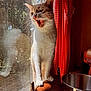 cat, countertop, curtain, expression, feline, indoor, kitchen, metal_bowl, mixing_bowl, mouth_open, paws, pet, red_curtain, reflection, standing, sunlight, teeth, whiskers, window, yawning