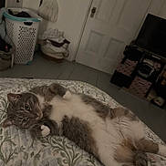 Muffin is registered to the contest to win money with this photo: cat, gray_cat, white_cat, bedspread, indoor, laundry_basket, clothes, door, storage_bins, floor, relaxed, lying_down, feline, pet, household, cozy, domestic, curious, resting, bedroom