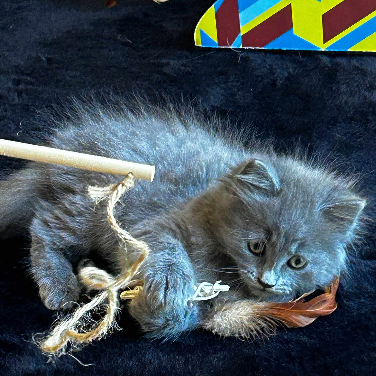 Appel Pie a rejoint le concours — aidez-le/la à gagner de superbes lots ! animal, black_background, cat, closeup, curious, cute, feather, feline, fur, gray_fur, indoor, kitten, paws, pet, playful, resting, soft_texture, toy, whiskers, young
