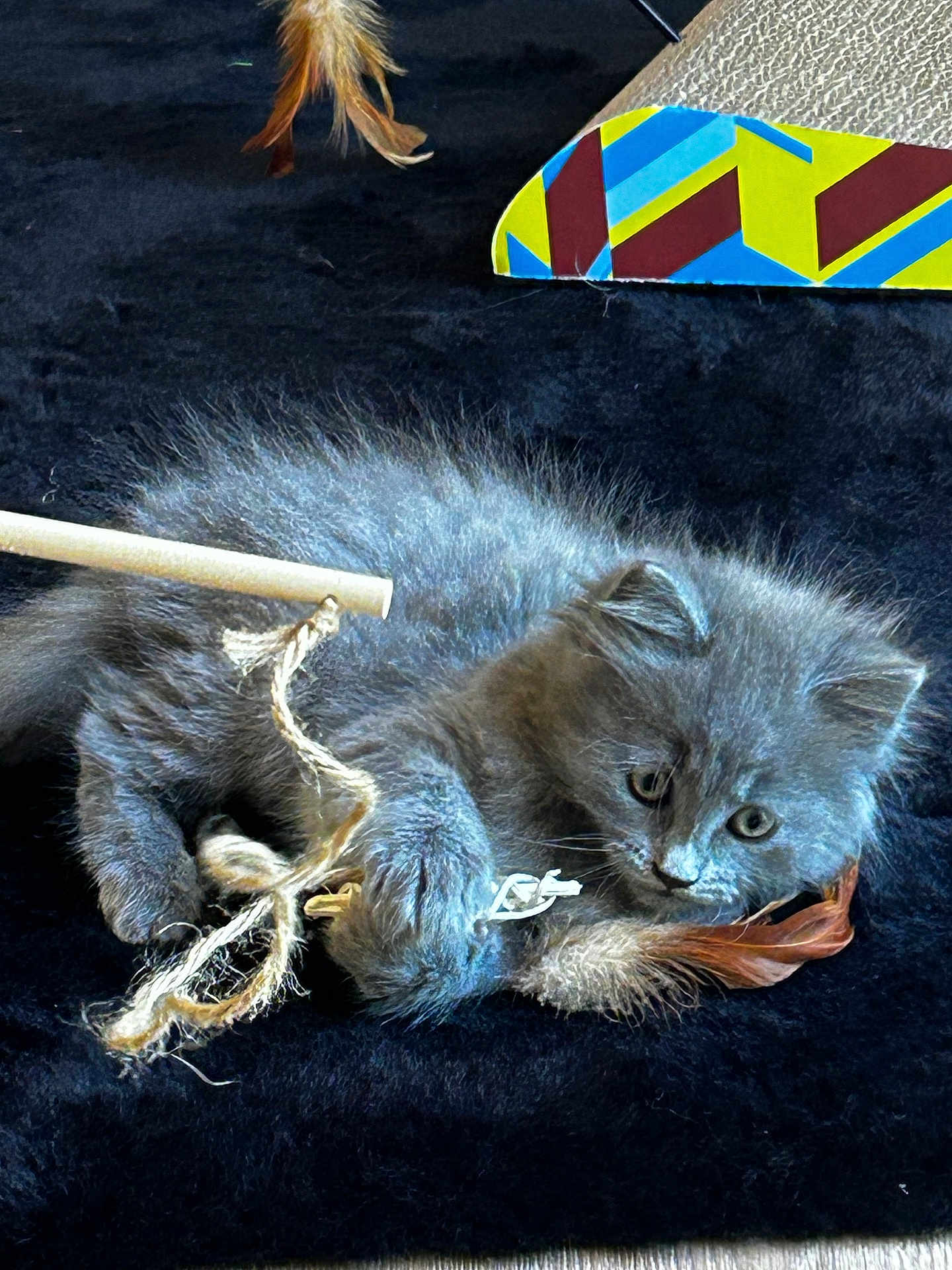 Appel Pie a rejoint le concours — aidez-le/la à gagner de superbes lots ! animal, black_background, cat, closeup, curious, cute, feather, feline, fur, gray_fur, indoor, kitten, paws, pet, playful, resting, soft_texture, toy, whiskers, young