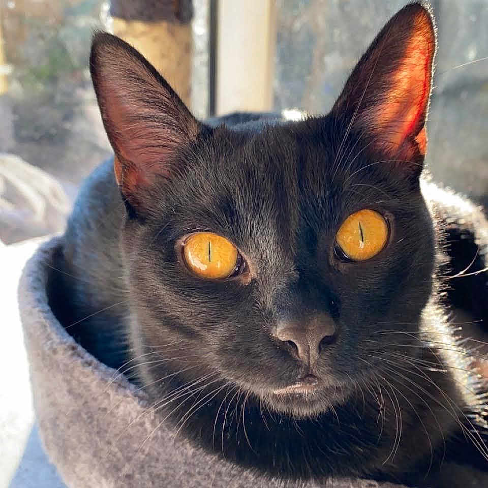 éclipse