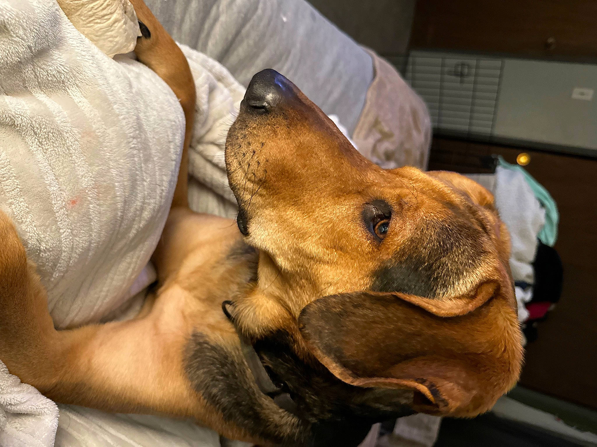 Charlie is registered to the contest to win money with this photo: canidae, carnivore, collar, comfort, companion_dog, computer_keyboard, dog, dog_breed, ear, elbow, fawn, fur, guard_dog, jaw, peripheral, snout, sporting_group, whiskers, working_animal, wrist