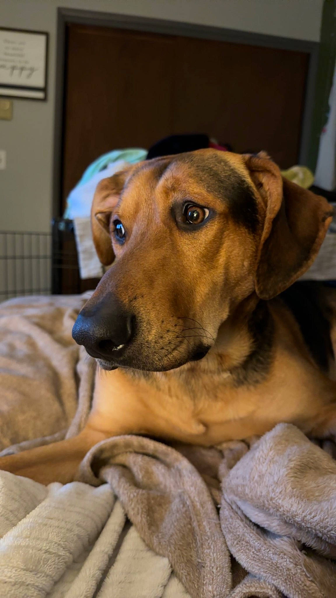 Charlie joined the competition — help win amazing prizes! canidae, carnivore, collar, comfort, companion_dog, dog, dog_breed, ear, fawn, fur, guard_dog, hound, scent_hound, snout, sporting_group, wall_plate, whiskers, working_animal, working_dog