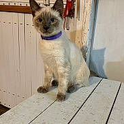 Milo joined the competition — help win amazing prizes! cat, kitten, siamese, purple_collar, wooden_table, white_table, indoor, pet, animal, curious, blue_eyes, feline, sitting, looking, ears, whiskers, door, ribbons, wall, shadow