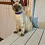 cat, kitten, siamese, purple_collar, wooden_table, white_table, indoor, pet, animal, curious, blue_eyes, feline, sitting, looking, ears, whiskers, door, ribbons, wall, shadow
