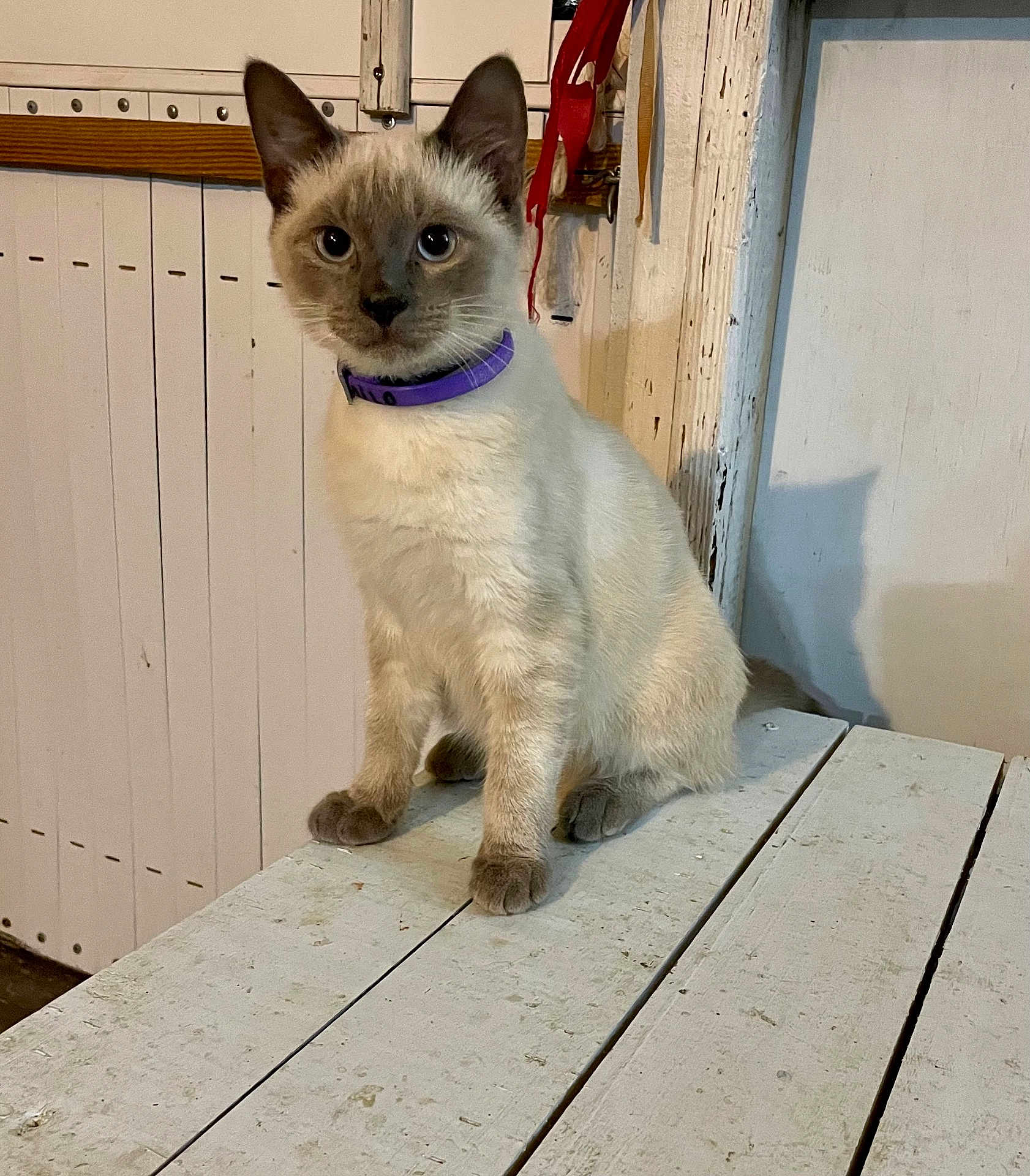 Milo joined the competition — help win amazing prizes! cat, kitten, siamese, purple_collar, wooden_table, white_table, indoor, pet, animal, curious, blue_eyes, feline, sitting, looking, ears, whiskers, door, ribbons, wall, shadow
