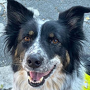 Agni joined the competition — help win amazing prizes! dog, border_collie, canine, pet, animal, close_up, smiling, ears, fur, outdoor, pavement, yellow_vest, happy, tongue, brown_eyes, black_fur, white_fur, tan_fur, portrait, friendly