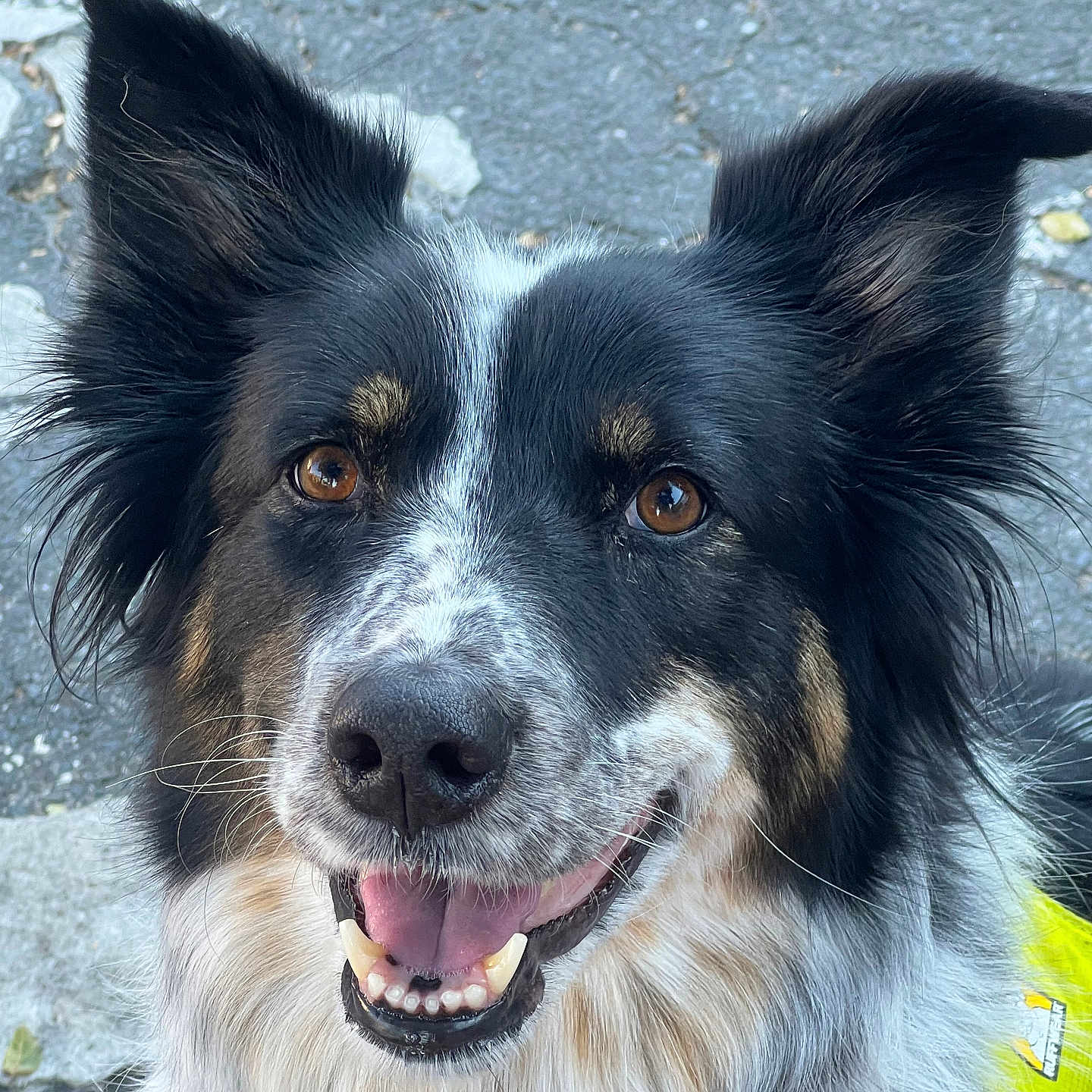 Agni joined the competition — help win amazing prizes! animal, black_fur, border_collie, brown_eyes, canine, close_up, dog, ears, friendly, fur, happy, outdoor, pavement, pet, portrait, smiling, tan_fur, tongue, white_fur, yellow_vest