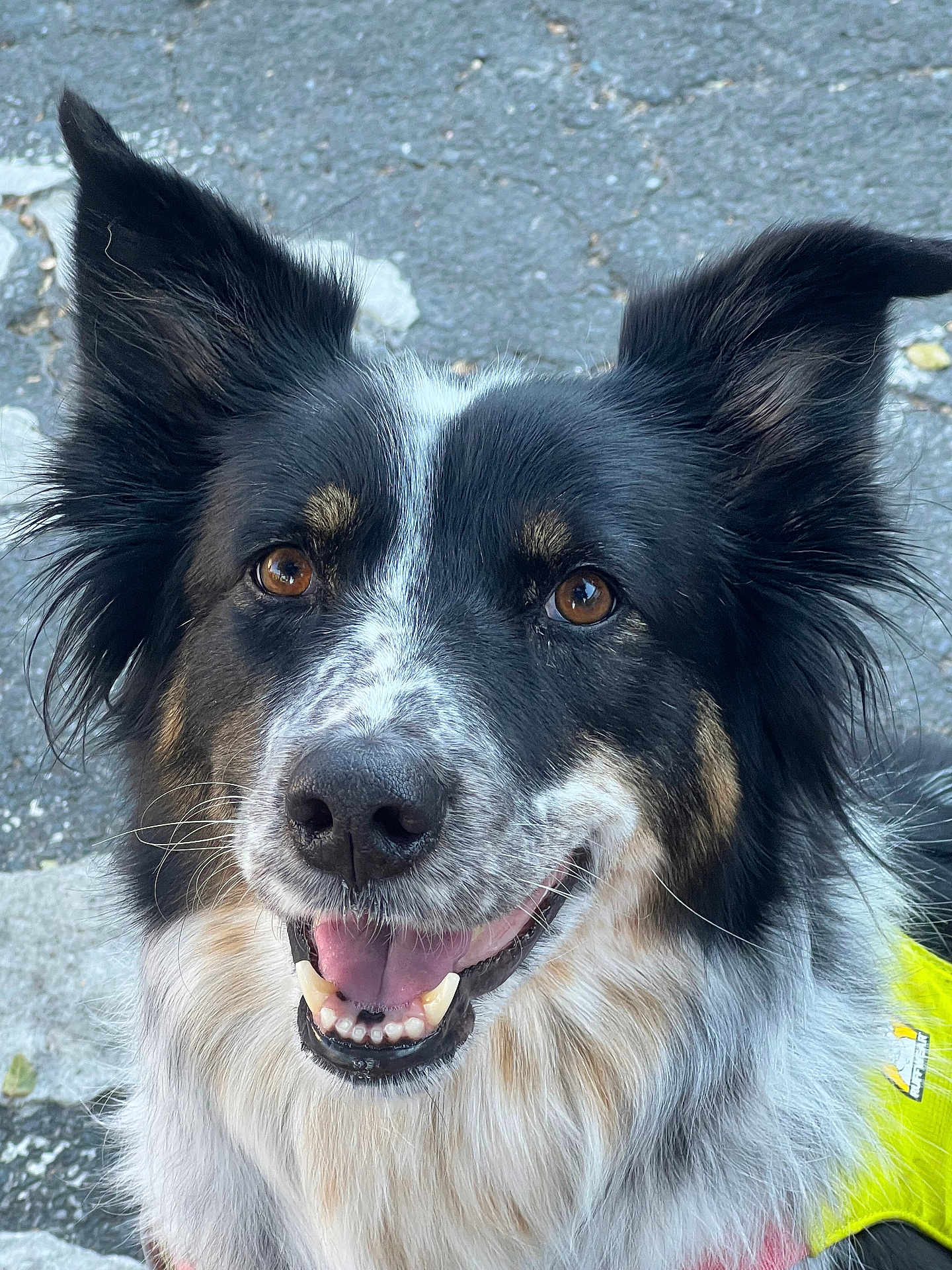 Agni joined the competition — help win amazing prizes! dog, border_collie, canine, pet, animal, close_up, smiling, ears, fur, outdoor, pavement, yellow_vest, happy, tongue, brown_eyes, black_fur, white_fur, tan_fur, portrait, friendly