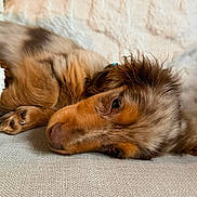 Benzo a rejoint le concours — aidez-le/la à gagner de superbes lots ! animal, blanket, brown_fur, calm, close_up, couch, cozy, cute, dog, domestic_animal, fur, indoor, laying_down, pet, puppy, relaxation, resting, sleeping, soft_texture, tan_fur